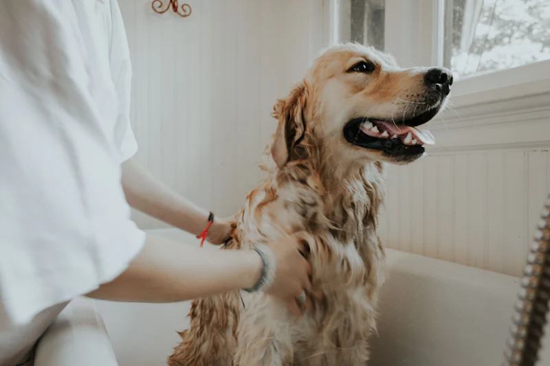 A golden retriever sitting calmly in a bath while someone gently washes its chest.